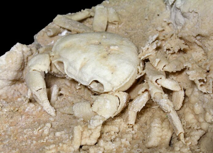 Fossil Crab (Potamon) Preserved in Travertine - Turkey #121387